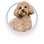 Wrigley Izaks